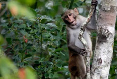 Viral ! 43 Singes Se Sont Échappés D'une Prison De Caroline Du Sud, Cet Incident Douteux Fait Toujours L'objet D'une Enquête