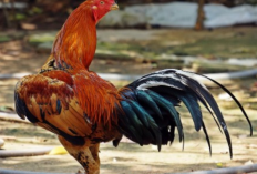 Cara Memilih Ayam Bangkok Untuk Pengesahan Calon Warga PSHT, Pastikan Punya Ciri-Ciri Ini!