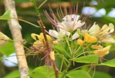 Mitos Pohon Tigaron yang Simpan Kisah Mistis, Jadi Tempat Hantu Beranak?