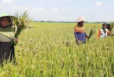 Mengapa Banyak Hasil Panen yang di Olah Menggunakan Teknologi? Ini Dia Jawaban Validnya!